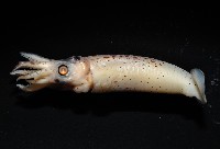 奧蘭鳶柔魚藏品圖，第17張