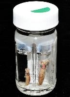 奧蘭鳶柔魚藏品圖，第18張