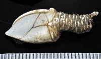 小甲小鎧茗荷藏品圖，第1張