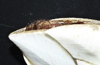 小甲小鎧茗荷藏品圖，第2張