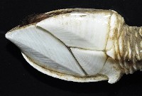 小甲小鎧茗荷藏品圖，第4張
