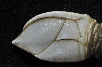 小甲小鎧茗荷藏品圖，第6張