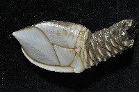 小甲小鎧茗荷藏品圖，第7張