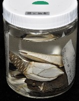 小甲小鎧茗荷藏品圖，第11張