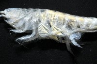 未知種端足類藏品圖，第10張