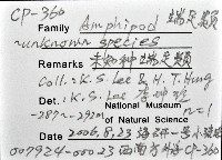 未知種端足類藏品圖，第12張