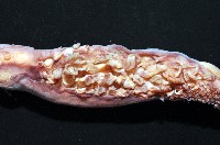奇妙帆魷藏品圖，第4張