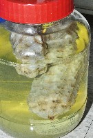 椰子螺藏品圖，第3張