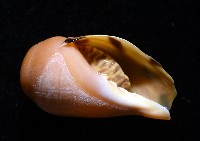 椰子螺藏品圖，第5張