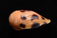 椰子螺藏品圖，第6張