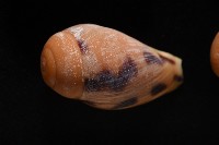 椰子螺藏品圖，第8張