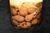 椰子螺藏品圖，第11張