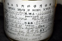 椰子螺藏品圖，第12張