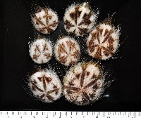 扁仙壺海膽藏品圖，第1張
