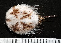 扁仙壺海膽藏品圖，第2張