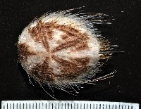 扁仙壺海膽藏品圖，第3張