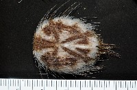 扁仙壺海膽藏品圖，第4張