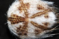 扁仙壺海膽藏品圖，第5張