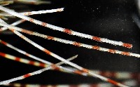 扁仙壺海膽藏品圖，第8張