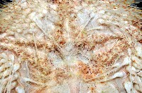 扁仙壺海膽藏品圖，第10張