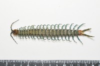 日本巨蜈蚣藏品圖，第4張