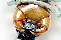 日本巨蜈蚣藏品圖，第7張