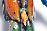 日本巨蜈蚣藏品圖，第8張