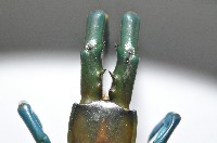 日本巨蜈蚣藏品圖，第11張