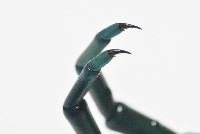 日本巨蜈蚣藏品圖，第12張