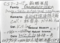 未知種深海鉤蝦藏品圖，第12張