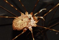 登錄號:007926-00001藏品圖，第4張