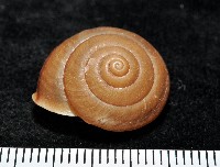 鱗高腰蝸牛(鱗菱蝸牛)藏品圖，第1張