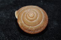 鱗高腰蝸牛(鱗菱蝸牛)藏品圖，第3張