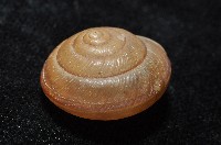 鱗高腰蝸牛(鱗菱蝸牛)藏品圖，第4張