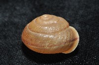 鱗高腰蝸牛(鱗菱蝸牛)藏品圖，第5張