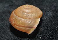 鱗高腰蝸牛(鱗菱蝸牛)藏品圖，第6張