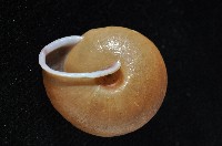 鱗高腰蝸牛(鱗菱蝸牛)藏品圖，第7張