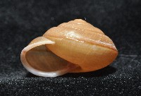 鱗高腰蝸牛(鱗菱蝸牛)藏品圖，第8張