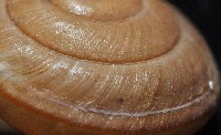 鱗高腰蝸牛(鱗菱蝸牛)藏品圖，第9張