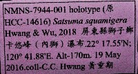 鱗高腰蝸牛(鱗菱蝸牛)藏品圖，第11張