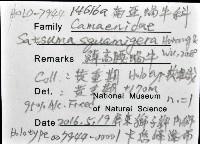 鱗高腰蝸牛(鱗菱蝸牛)藏品圖，第12張
