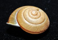 鱗高腰蝸牛(鱗菱蝸牛)藏品圖，第2張