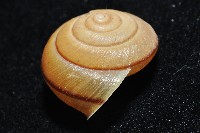 鱗高腰蝸牛(鱗菱蝸牛)藏品圖，第3張