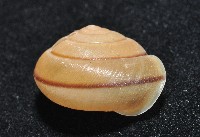 鱗高腰蝸牛(鱗菱蝸牛)藏品圖，第4張