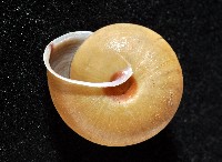 鱗高腰蝸牛(鱗菱蝸牛)藏品圖，第5張