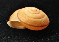 鱗高腰蝸牛(鱗菱蝸牛)藏品圖，第6張