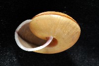 鱗高腰蝸牛(鱗菱蝸牛)藏品圖，第7張
