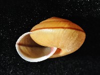 鱗高腰蝸牛(鱗菱蝸牛)藏品圖，第8張