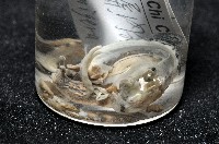 鱗高腰蝸牛(鱗菱蝸牛)藏品圖，第9張