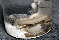 鱗高腰蝸牛(鱗菱蝸牛)藏品圖，第10張